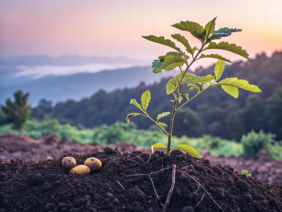 A young sapling representing retained earnings in fertile soil, with tiny unharvested fruits symbolizing reinvestment.